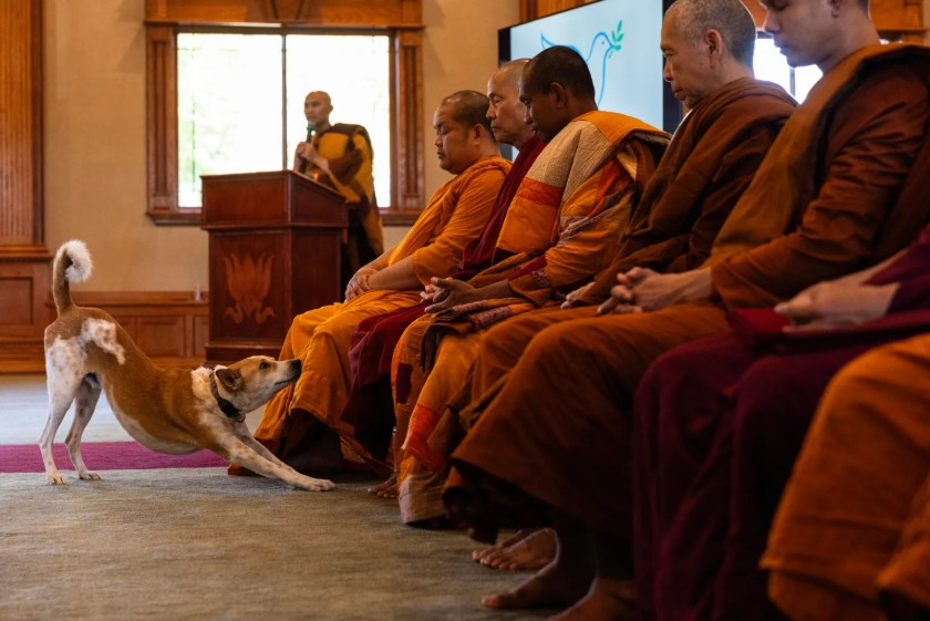 Buddhistische Mönchen sitzen mit gefalteten Händen nebeneinander. Ein Mönch spricht an einem Rednerpult. Ein Hund ist vor den Mönchen
