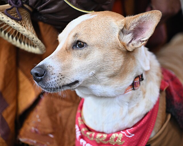 Alok the peace dog, Maryland GovPics, CC BY 4.0,  via Wikimedia Commons