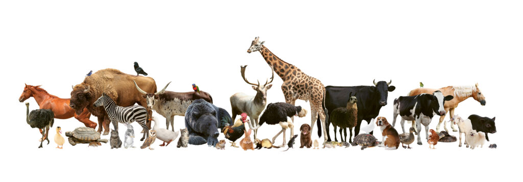 Group of different animals on transparent background